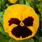 Pansy Seeds Pansy Majestic Giant Ii Yellow Blotch 50 Seeds Viola Seeds