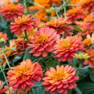 Zinnia Seeds Zinnia Profusion Double Deep Salmon 100 Seeds Flower Seeds