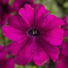 Petunia Seeds Petunia Tritunia Burgundy 250 Pelleted Seeds