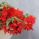 Begonia Funky Orange Begonia Seeds 15 Pelleted Seed