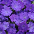 Petunia Seeds Petunia Shock Wave Denim 100 Pelleted Seeds