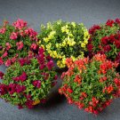 Trailing Snapdragon Seeds Candy Showers Mix 15 Multi Pelleted Seeds
