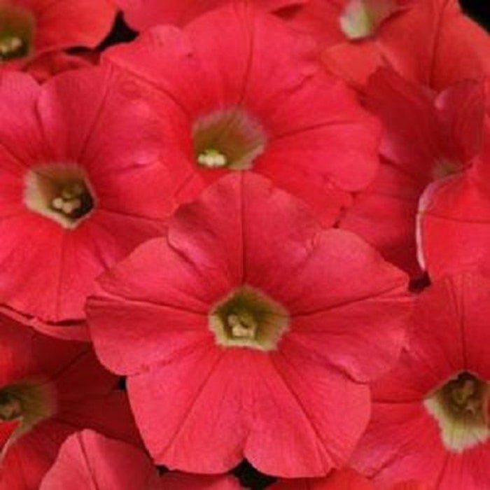Petunia Seeds Petunia Shock Wave Coral Crush 100 Pelleted Seeds