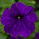 Petunia Seeds Petunia Fotofinsh Blue 100 Pelleted Seeds Trailing Petunia
