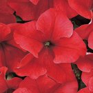 Petunia Seeds Petunia Dreams Red 250 Pelleted Seeds