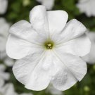 Petunia Seeds Petunia Duvet White 250 Pelleted Seeds