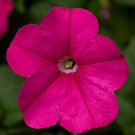 Petunia Seeds Petunia Fotofinsh Pink 100 Pelleted Seeds Trailing Petunia
