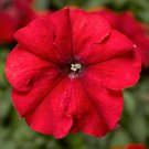 Petunia Seeds Petunia Duvet Red 250 Pelleted Seeds