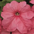 Petunia Seeds Petunia Duvet Salmon 250 Pelleted Seeds