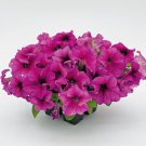 Petunia Seeds Petunia Success 360 Burgundy Vein 250 Pelleted Seeds