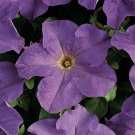 Petunia Seeds Petunia Dreams Blue Sky 250 Pelleted Seeds