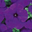 Petunia Seeds Petunia Dreams Midnight 250 Pelleted Seeds