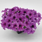 Petunia Seeds Petunia Success 360 Purple Vein 250 Pelleted Seeds