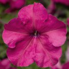 Petunia Seeds Petunia Duvet Pink 250 Pelleted Seeds