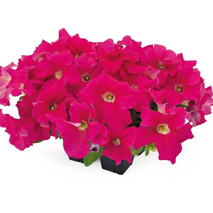 Petunia Seeds Petunia Success 360 Deep Pink 250 Pelleted Seeds