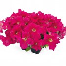 Petunia Seeds Petunia Success 360 Deep Pink 250 Pelleted Seeds
