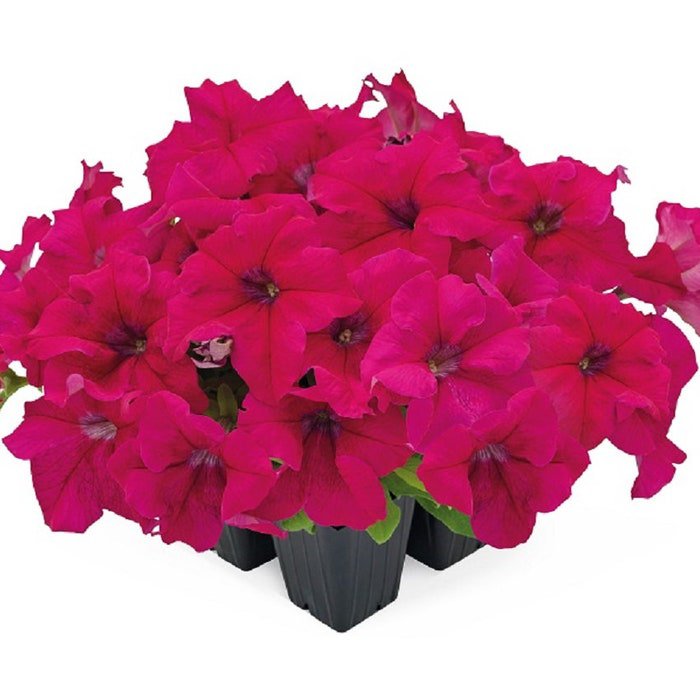 Petunia Seeds Petunia Success 360 Deep Rose 250 Pelleted Seeds