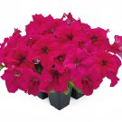 Petunia Seeds Petunia Success 360 Deep Rose 250 Pelleted Seeds