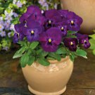 Viola Seeds Viola Colormax Purple Glow 50 Seeds Annual Seeds