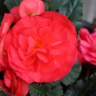 Begonia Seeds Limitless Rose 15 Pelleted Seeds Trailing Begonia