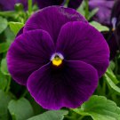 Pansy Seeds Pansy Spring Grandio Clear Purple 50 Seeds Spring Pansy
