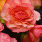 Begonia Seeds Prism Sunrise 15 Pelleted Seeds Tuberous Begonia