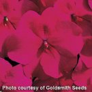 Impatiens Seeds Impatiens Accent Burgundy 100 Seeds Impatiens Walleriana