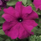 Petunia Seeds Petunia Tritunia Purple 250 Pelleted Seeds