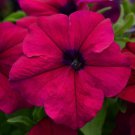 Petunia Seeds Petunia Dreams Burgundy 250 Pelleted Seeds