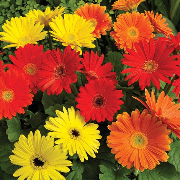 Gerbera Jaguar Salsa Mix Seeds 15 Gerbera Seeds