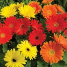 Gerbera Jaguar Salsa Mix Seeds 15 Gerbera Seeds
