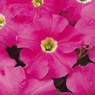 Petunia Seeds Petunia Dreams Pink 250 Pelleted Seeds
