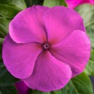 Vinca Seeds Vinca Blockbuster Purple 100 Seeds Variety Catharanthus Roseus