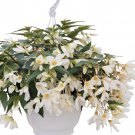 Begonia Seeds Boliviensis Begonia Groovy White 15 Pelleted Seeds