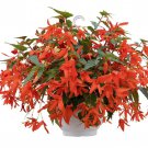 Begonia Seeds Boliviensis Begonia Groovy Orange 15 Pelleted Seeds