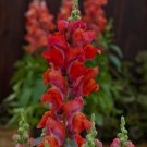 Mpb#4 Snapdragon Seeds Snapdragon Candy Tops Orange 50 Pelleted Seeds Dwarf Snapdragon