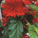 Begonia Funky Scarlet Begonia Seeds 15 Pelleted Seed