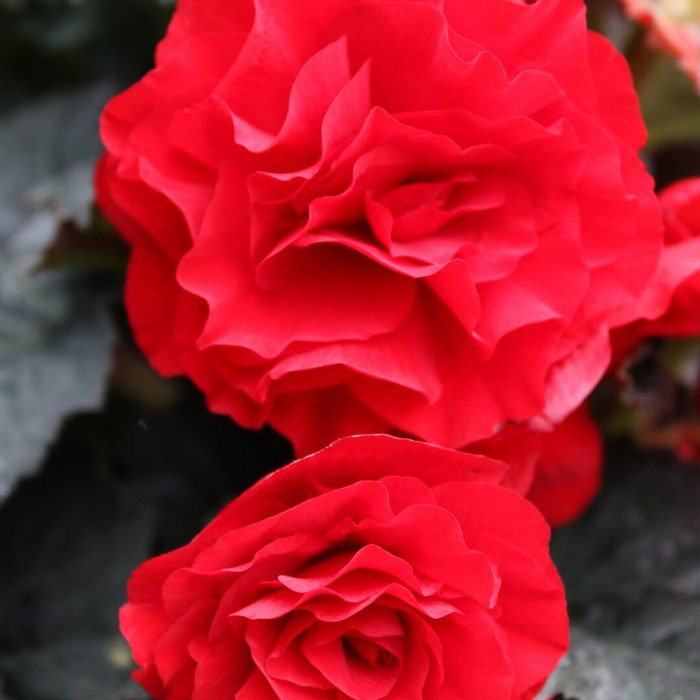 Begonia Seeds Limitless Red 15 Pelleted Seeds Trailing Begonia