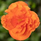 Begonia Seeds Limitless Orange 15 Pelleted Seeds Trailing Begonia