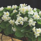 Begonia Seeds Fiona White 15 Pelleted Seeds