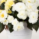 Begonia Seeds Prism White 15 Pelleted Seeds Tuberous Begonia