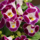 Torenia Seeds Kauai Burgundy 15 Pelleted Seed