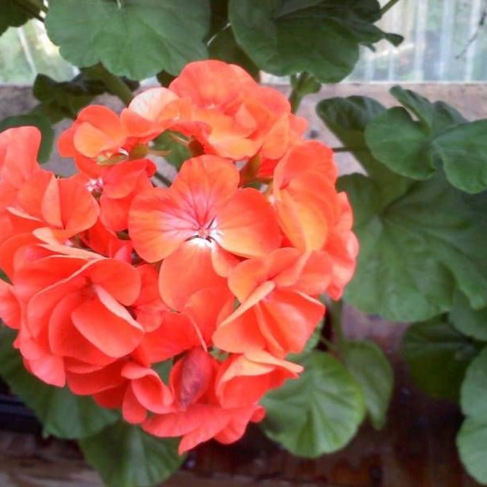 Geranium Maverick Orange Geranium Seeds 15 Seeds