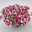 Petunia Seeds Petunia Success 360 Rose Star 250 Pelleted Seeds