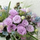 Pelleted Lisianthus Seeds Voyage Lavender 25 Pelleted Seeds