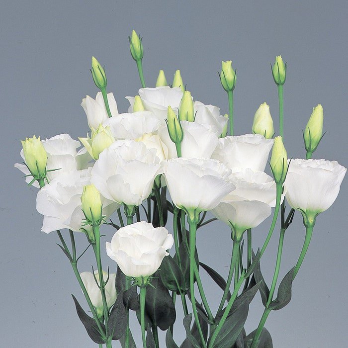 Mpb#4 Lisianthus Seeds Lisinathus Excalibur Pure White 50 Pelleted Seeds Cut Flower Seeds