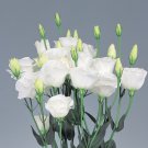 Mpb#4 Lisianthus Seeds Lisinathus Excalibur Pure White 50 Pelleted Seeds Cut Flower Seeds