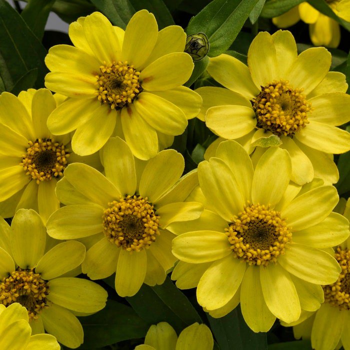 Zinnia Seeds Zinnia Profusion Lemon 100 Seeds Flower Seeds