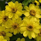 Zinnia Seeds Zinnia Profusion Lemon 100 Seeds Flower Seeds
