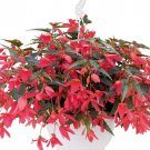 Begonia Seeds Boliviensis Begonia Groovy Rose 15 Pelleted Seeds